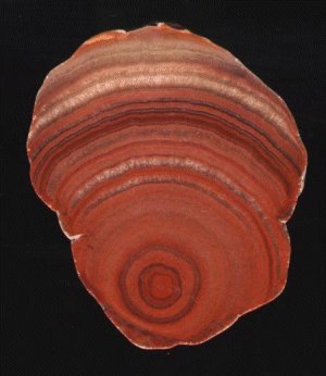 Dulcote Agate (Potato Stone)