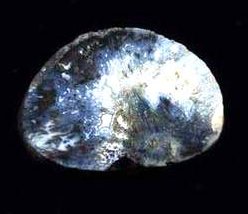 Sagenetic Agate