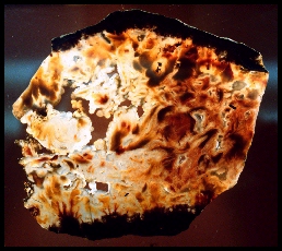 Bird of Paradise Agate