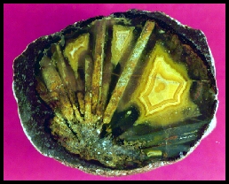 Coyamito Agate