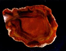Coyamito Agate
