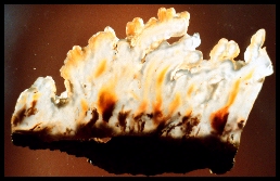 Flame Agate