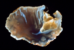 Agate