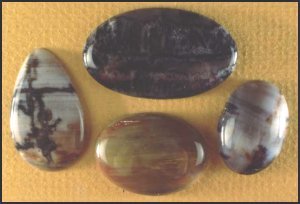 Araucarian Picture Wood