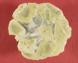 Berkeley Thunder Egg