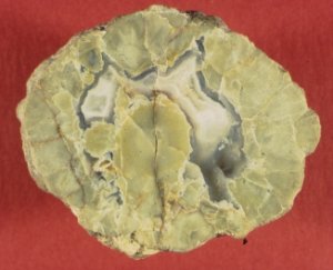 Berkeley Thunder Egg