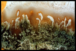 Bicycle Lake Agate