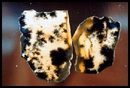 Nine Mile Dendritic Agate