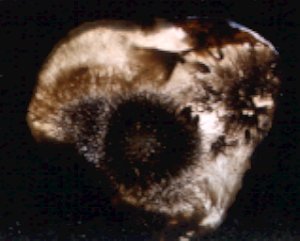 Nipomo Sagenitic Agate