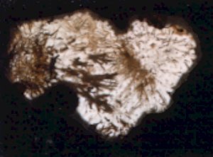 Nipomo Sagenitic Agate