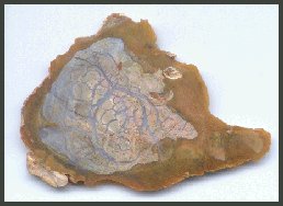 Siam Agate, Siam Siding