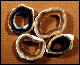Tampa Bay Agatized Coral