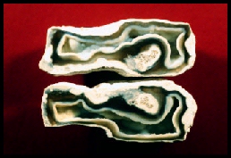 Tampa Bay Agatized Coral