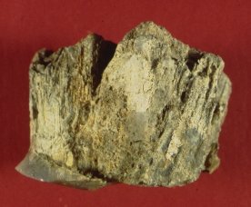 Withlacoochee River Agate