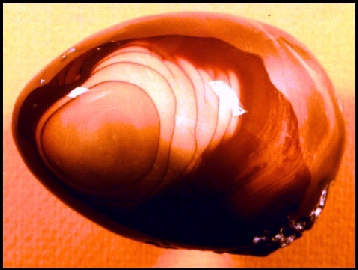 Bruneau Jasper