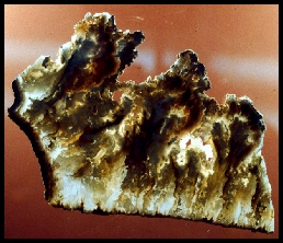 Graveyard Point Plume Agate
