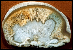 Graveyard Point Sagenitic Agate