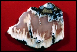 Muldoon Agate