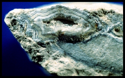 Cold Water Agate