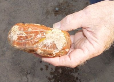 Minnesota Agate