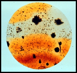 Montana Moss Agate