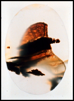 Montana Moss Agate