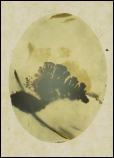 Montana Moss Agate