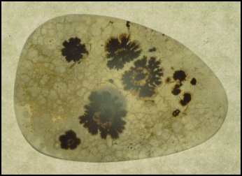 Montana Moss Agate