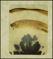 Montana Moss Agate