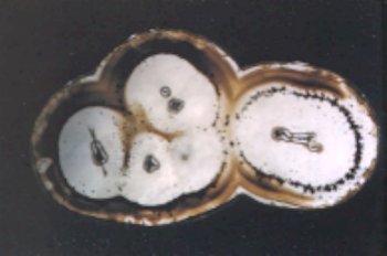 Montana Agate