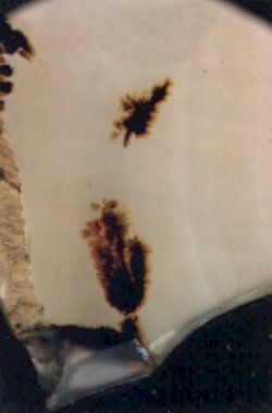 Montana Agate