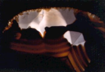 Montana Agate
