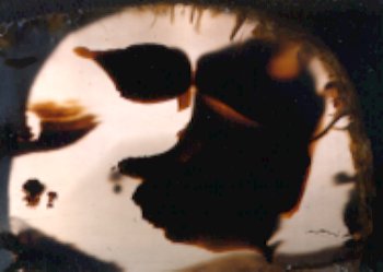 Montana Agate