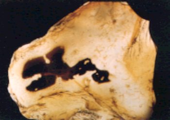 Montana Agate