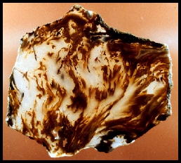 Bull Canyon Agate