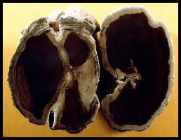 Hubbard Basin Petrified Wood