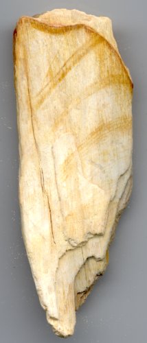 Agatized Wood