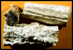 Opalized Wood