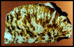 Angel Wing Agate