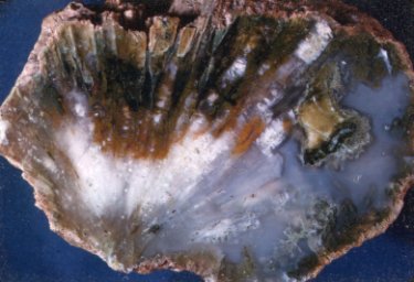 Sagenitic Agate