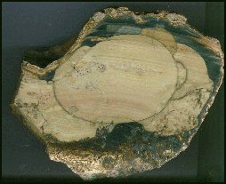 Blue Mountain Jasper