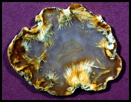 Brownsville Sagenitic Agate