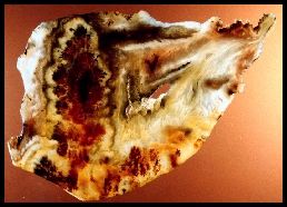 Carey Ranch Plume Agate