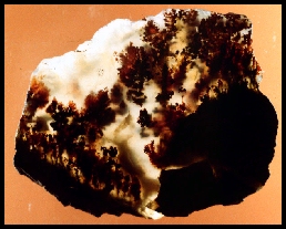 Carey Ranch Plume Agate