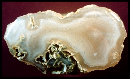 Crooked River Agatized Limb Cast