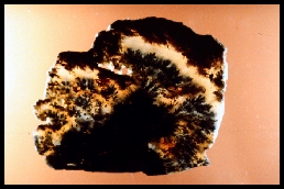Eagle Rock Plume Agate