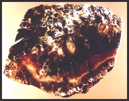 Eagle Rock Plume Agate