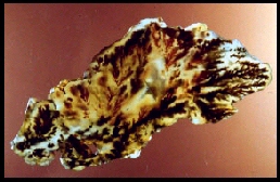Powell Butte Plume Agate