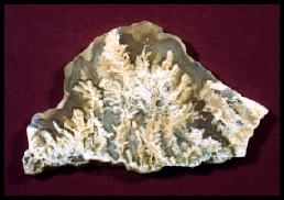 Stinking Water Plume Agate