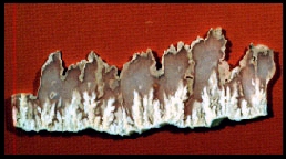 Stinking Water Plume Agate